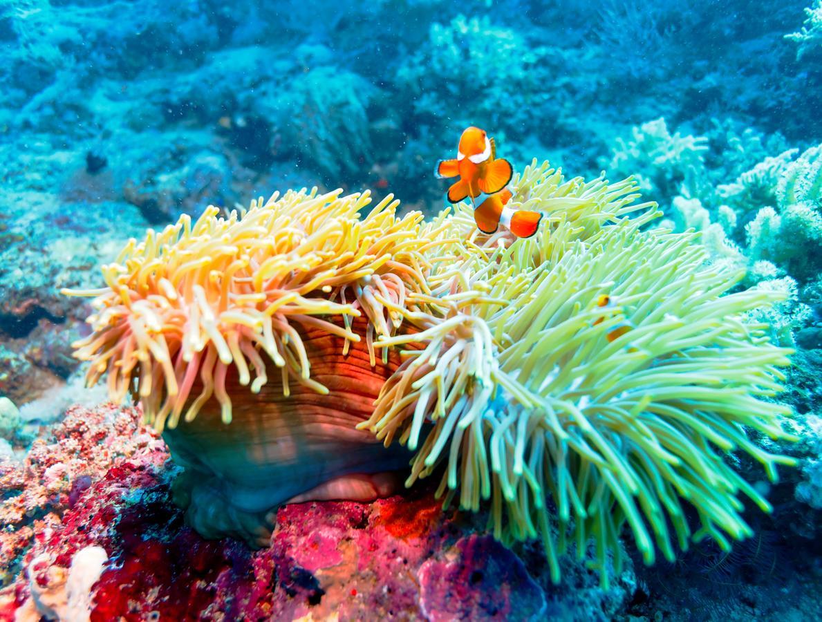 Ocean Beach Maldive Hotel Maldives Luaran gambar